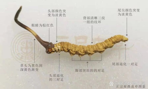 权威参松养心胶囊北京以岭的好还是石家庄以岭的好平台,分享专业参松养心胶囊北京以岭药业有限公司知识_参松养心胶囊北京以岭网